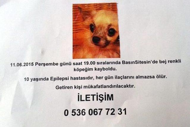 Almanya'dan Geldi, Köpeğini Kaybetti