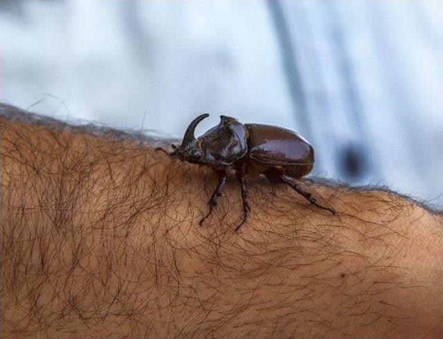 (özel Haber) Milyonluk Böceği Doğaya Saldı