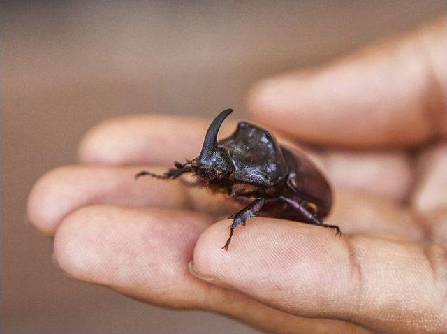 (özel Haber) Milyonluk Böceği Doğaya Saldı