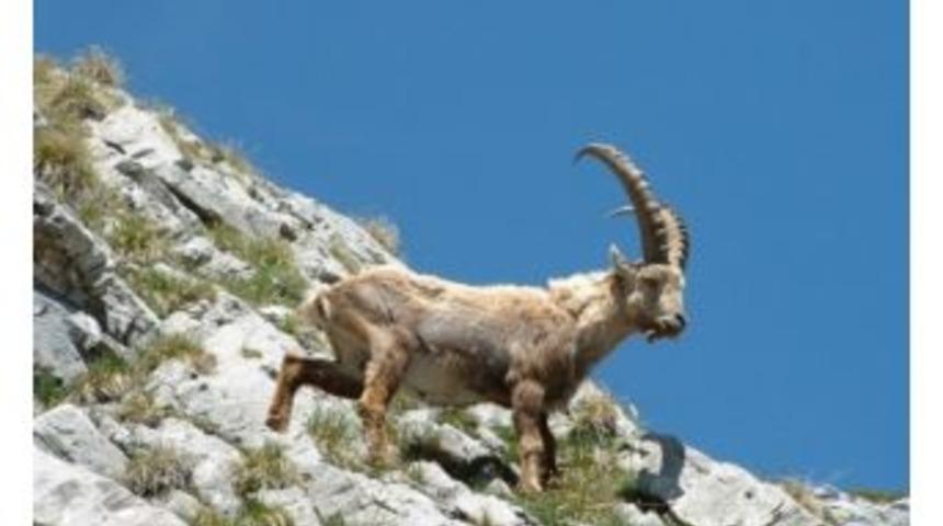 İzinsiz Yaban Ke&ccedil;isini Vuran Avcıya, 12 Bin Tl Tazminat Cezası