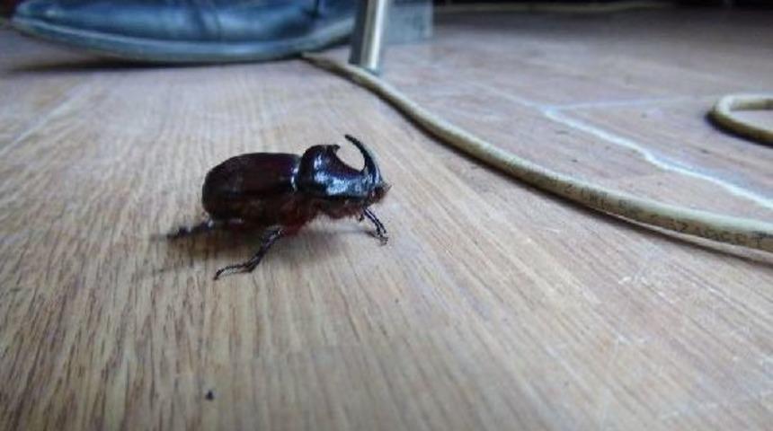 Zengin Olma Hayali Ile Gergedan B&ouml;ceği Yakalıyorlar