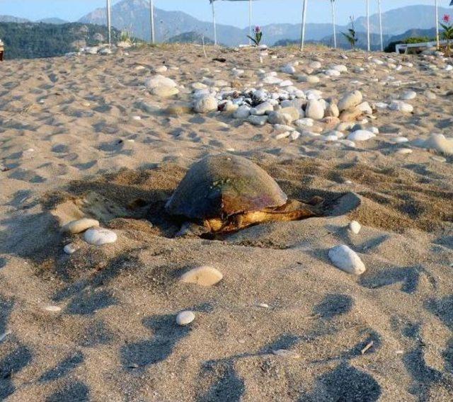 Caretta Carettalar Kampçı Tehdidi Altında