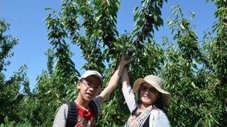 Çinli Turistler Kiraz Topladı