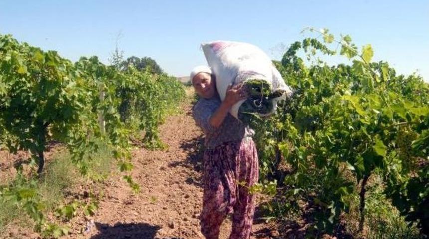 Manisa'da Yitip Giden Canlara Rağmen Değişen Bir Şey Yok