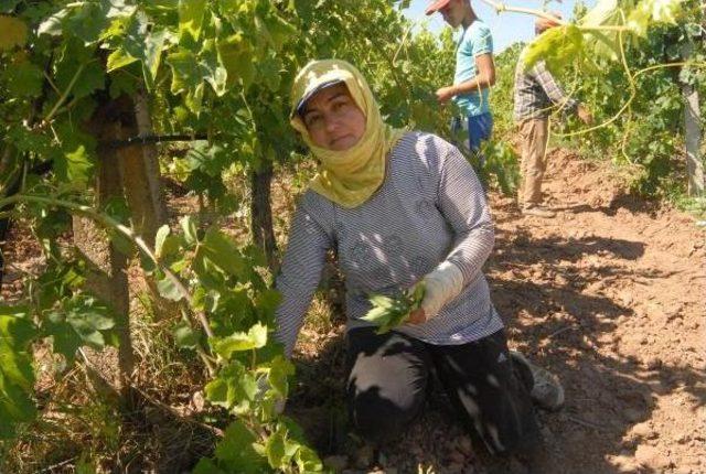 Manisa'da Yitip Giden Canlara Rağmen Değişen Bir Şey Yok