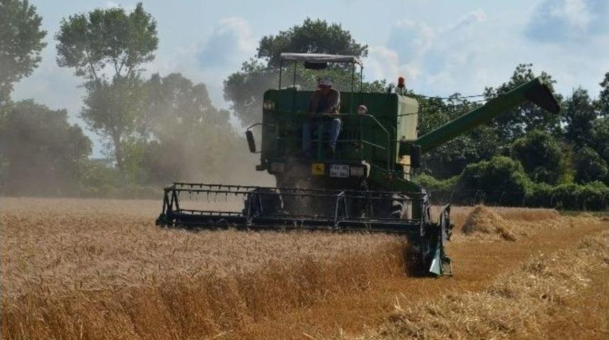 Bafra Ovası&rsquo;nda Buğday Hasadı Başladı