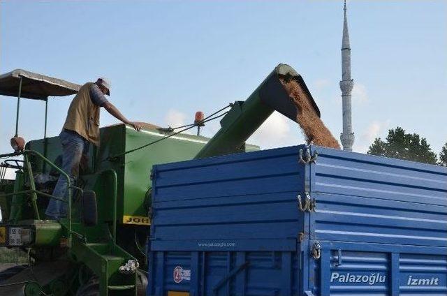 Bafra Ovası’nda Buğday Hasadı Başladı