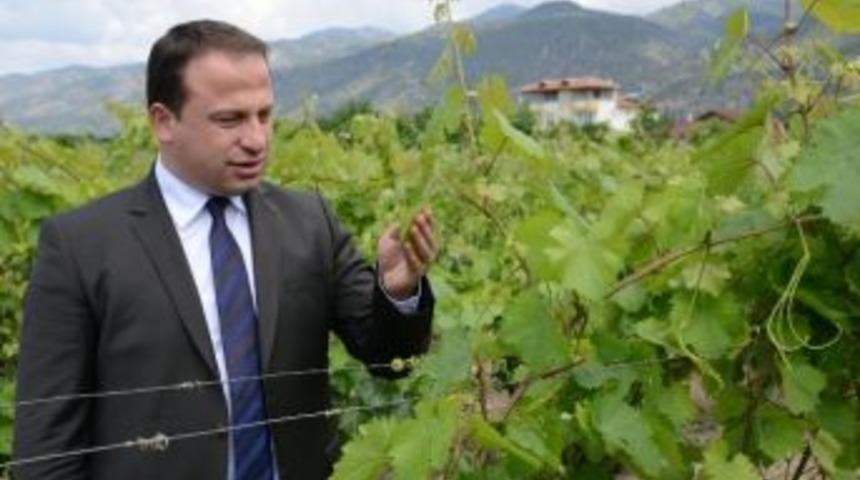 Erbaa&rsquo;da Bağ Yaprağı Yarışması