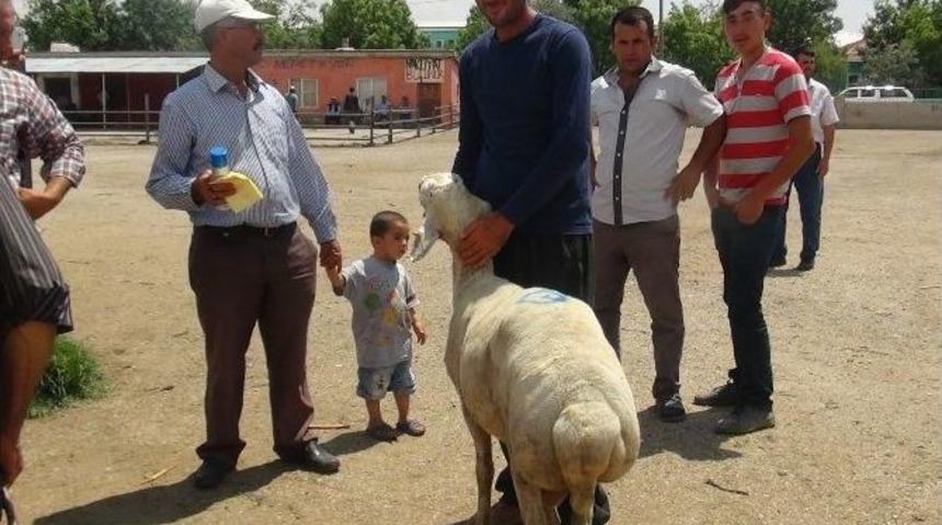Aksaray&rsquo;da 481 Damızlık Ko&ccedil; &Uuml;reticilere Dağıtıldı
