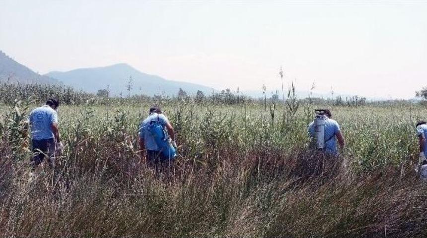 B&uuml;y&uuml;kşehir&rsquo;den Haşere İle M&uuml;cadele &Ccedil;alışması