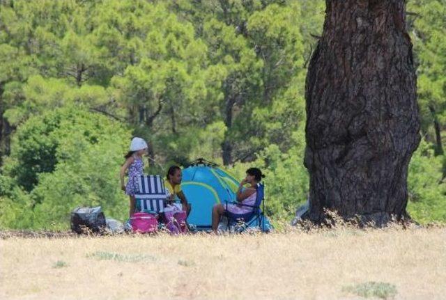 Caretta Carettalar Kampçı Tehdidi Altında (2)