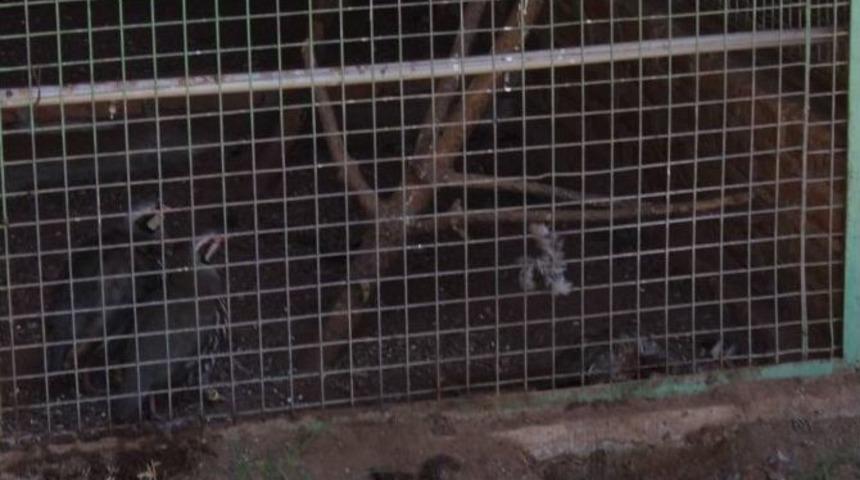 Kekliklerin Yası G&ouml;renleri Şaşırttı