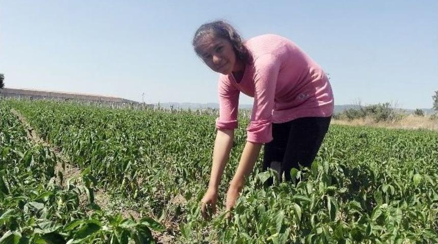 (özel Haber) Okul Harçlığını Çıkartmak İçin Tarlada Çalışıyor