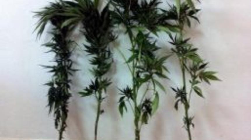 Komşusunun Bah&ccedil;esine Uyuşturucu Ekti