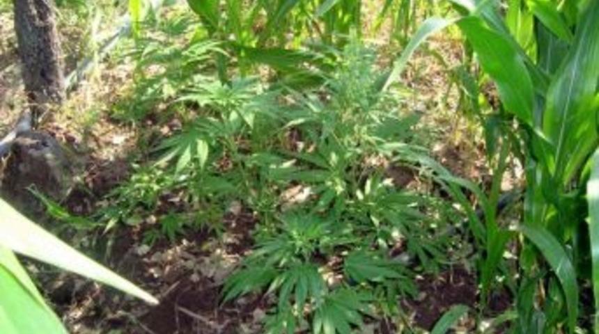 Bursa&rsquo;da 62 K&ouml;k Kenevir Bitkisi Ele Ge&ccedil;irildi