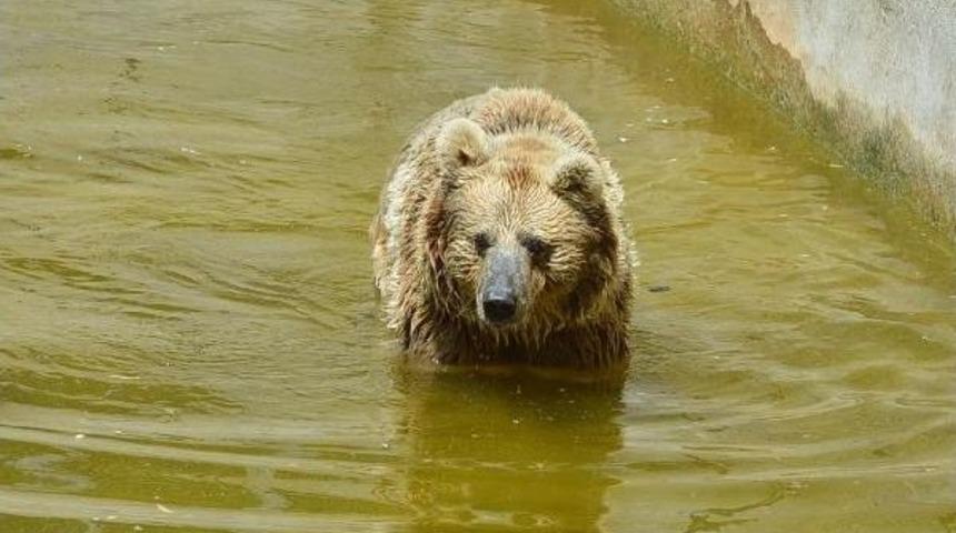 Doğal Yaşam'da Buzlu Serinlik