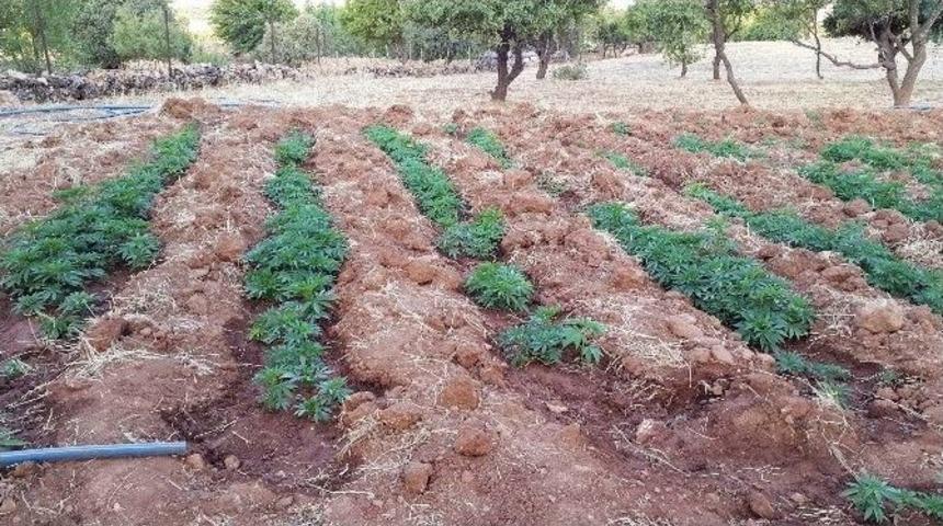 Diyarbakır&rsquo;da 553 Bin K&ouml;k Hint Keneviri Ele Ge&ccedil;irildi