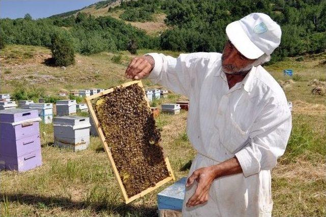 Tuncelili Arıcılar İlde Pazar Bulamamaktan Şikayetçi