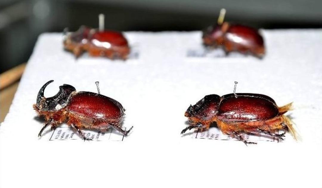 (&ouml;zel Haber) Gergedan B&ouml;ceğinin Bilinmeyenleri