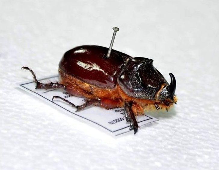 (özel Haber) Gergedan Böceğinin Bilinmeyenleri G1