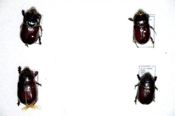 (özel Haber) Gergedan Böceğinin Bilinmeyenleri G3