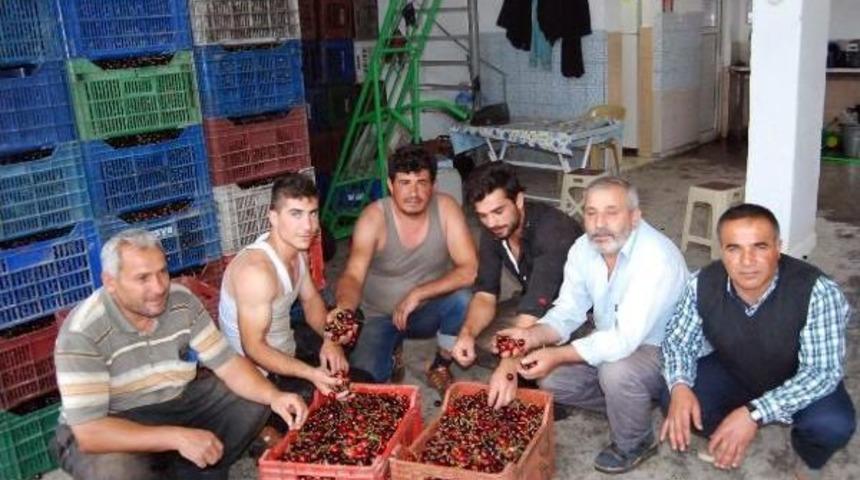 Akşehir'de Ihraç Edilen Kiraz 5 Liradan 2.5 Liraya Düştü