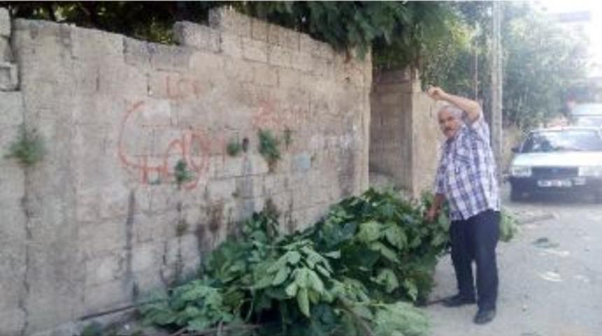 Kesilen İncir Dalı Komşuları Karakolluk Etti