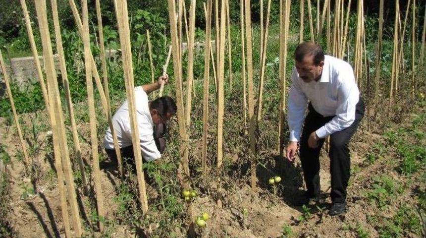 Hisarcık&rsquo;ta Domatesi Fungal Hastalığı Vurdu