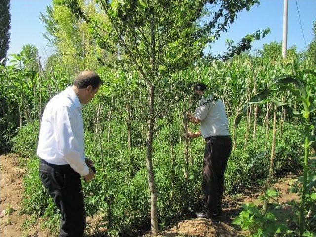 Hisarcık’ta Domatesi Fungal Hastalığı Vurdu