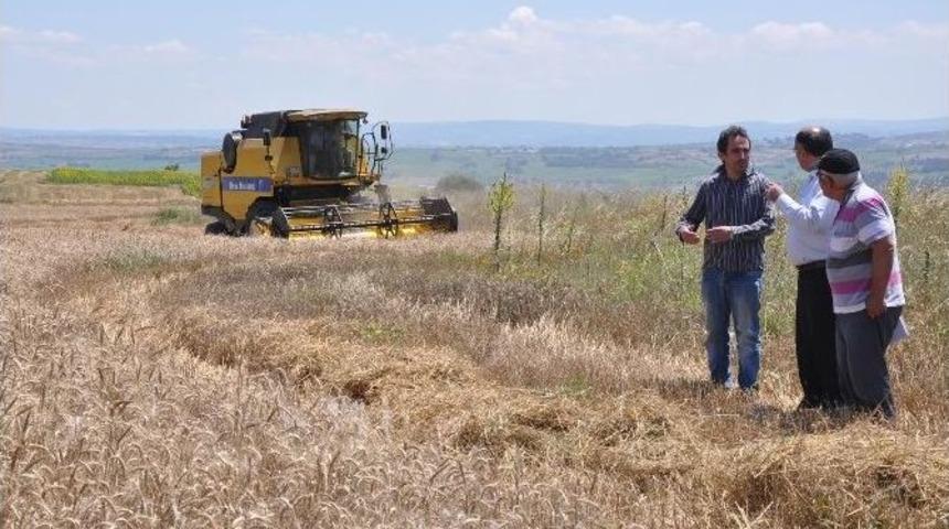 Hububat Hasadı Başladı