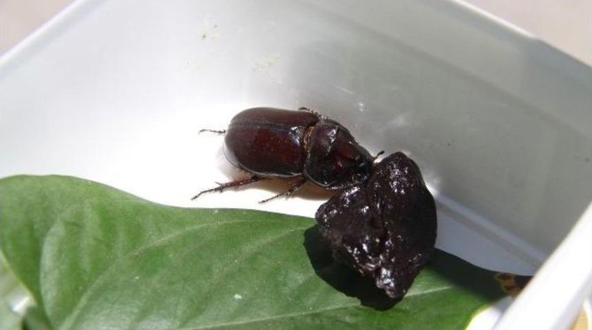 Gergedan B&ouml;cekleri İ&ccedil;in Uyarılar Kesilmiyor