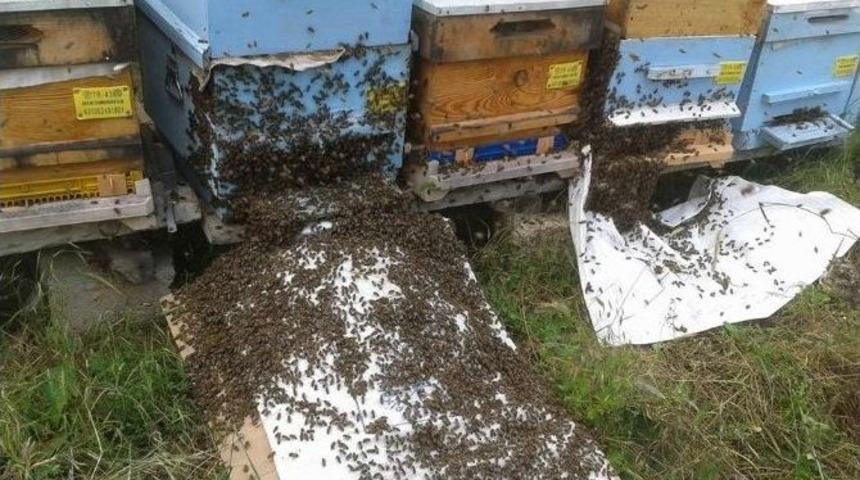 Aşırı Yağışlar Arıların Oğul Verme Sayısını Artırdı