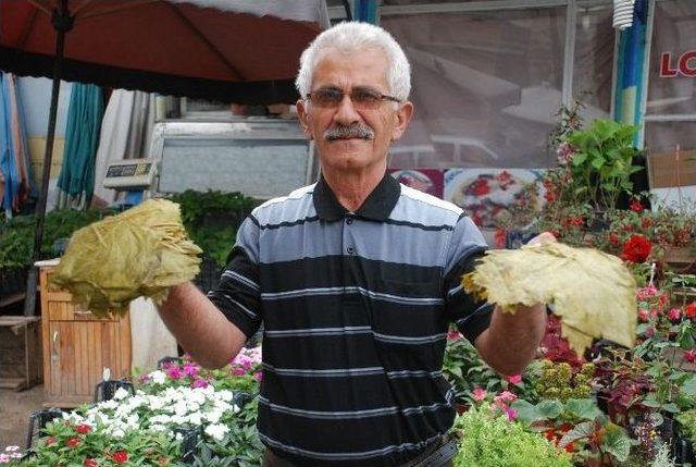 Tokat&rsquo;ta Bağ Yaprağı &Ouml;nemli Bir Pazar Oluşturuyor 1