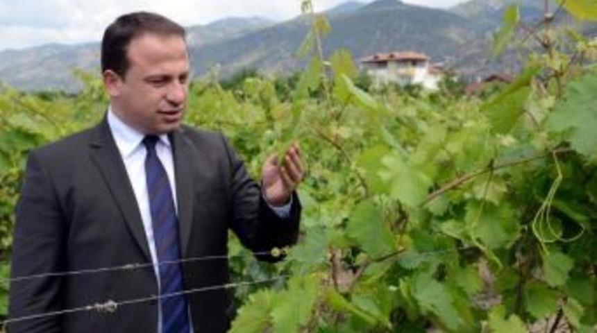 Erbaa Festivali'nde &Uuml;z&uuml;m Yaprağının Tanıtımı I&ccedil;in Yarışma