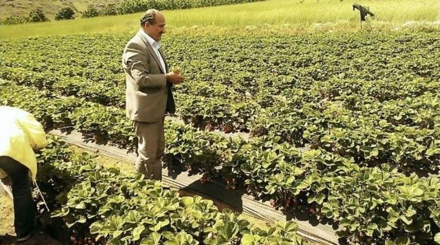 Pozantı, &Ccedil;ilekte Marka Olacak