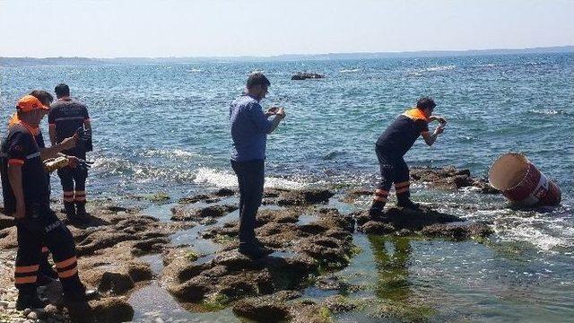 Sinop’ta Sahile Vuran Varil Yetkilileri Harekete Geçirdi