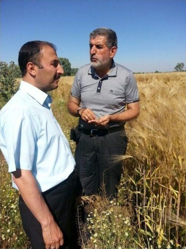 Muş’ta Buğday Ve Çiftlikler İncelendi