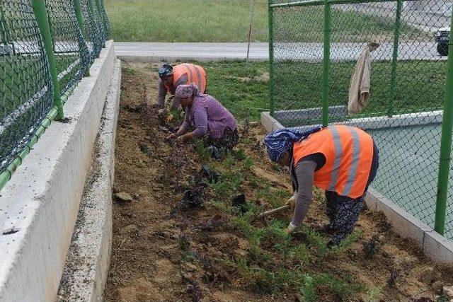 Daha Yeşil Bir Bozüyük İçin Çalışmalar Sürüyor