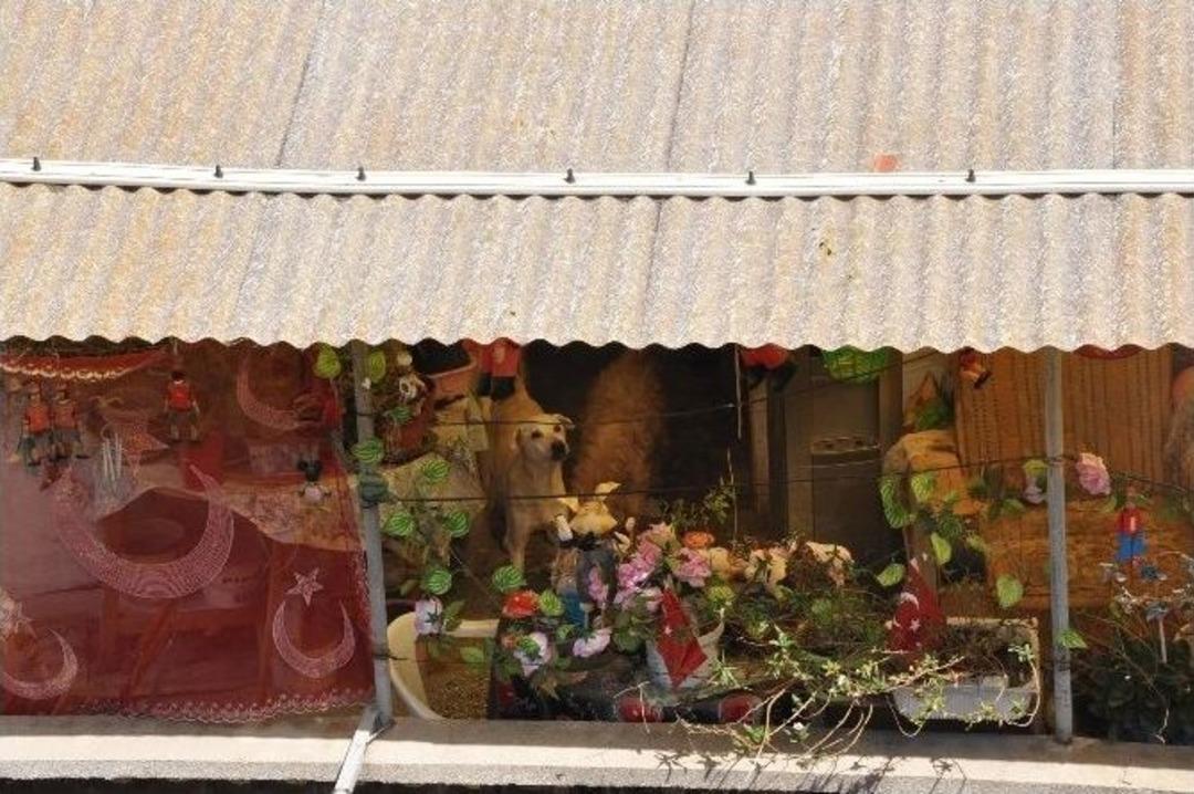 Evde Beslenen Kırka Yakın K&ouml;pek Mahalleliyi Bezdirdi