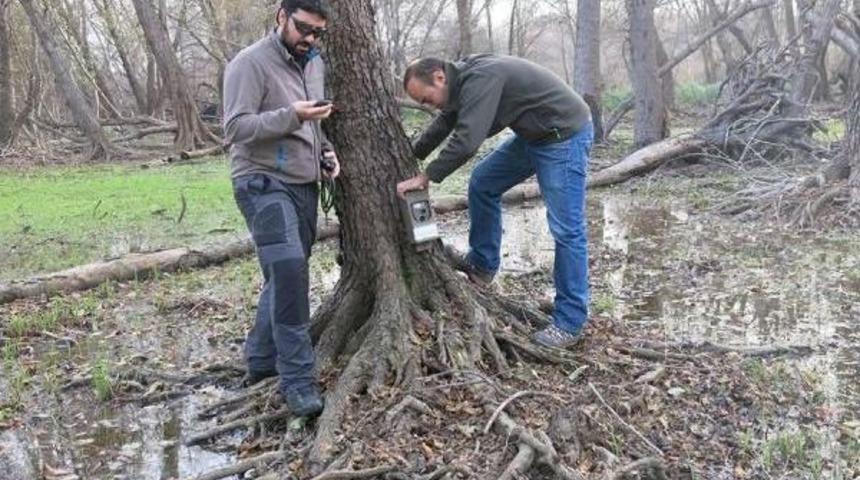 Yaban Hayvanları Fotokapana Yakalandı