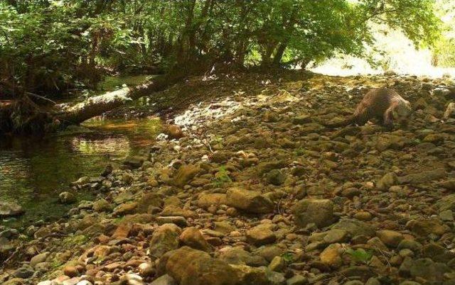 Yaban Hayvanları Fotokapana Yakalandı