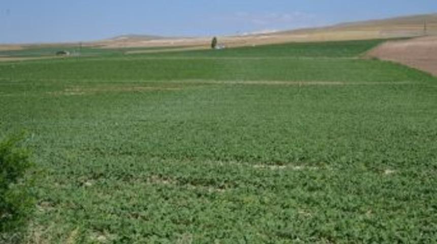 Kayseri Şeker Toprak Yılında Toprağı Koruma Seferberliği Başlattı