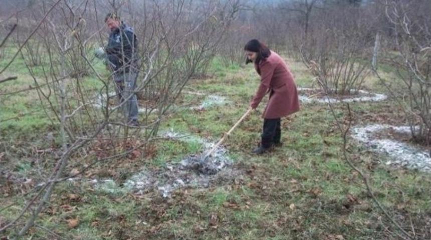 Fındıkta Bor Ger&ccedil;eği
