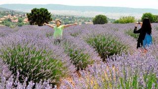 Gülden Sonra Lavanta Ve Kiraz Turu
