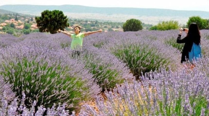 Gülden Sonra Lavanta Ve Kiraz Turu