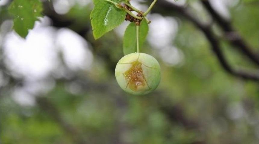 Gemerek&rsquo;te Dolu Yağışı Ekili Alanlara Zarar Verdi