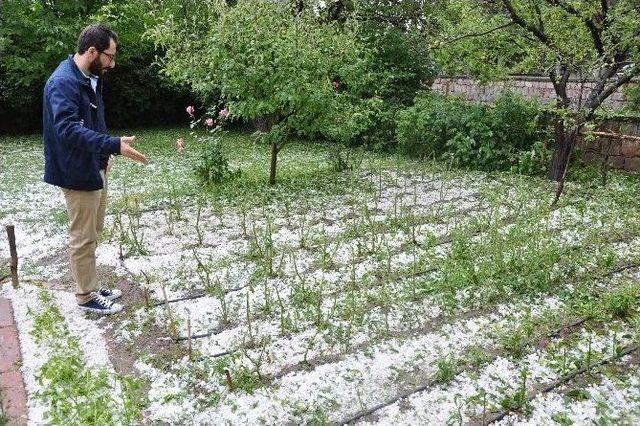 Gemerek’te Dolu Yağışı Ekili Alanlara Zarar Verdi