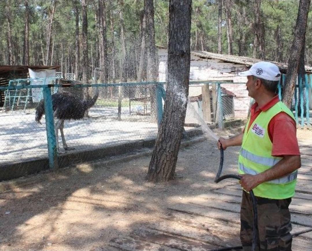 Denizli&rsquo;de Hayvanların Sıcakla İmtihanı