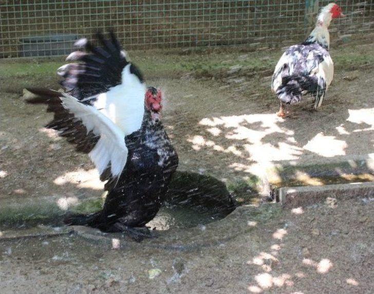 Denizli’de Hayvanların Sıcakla İmtihanı G1