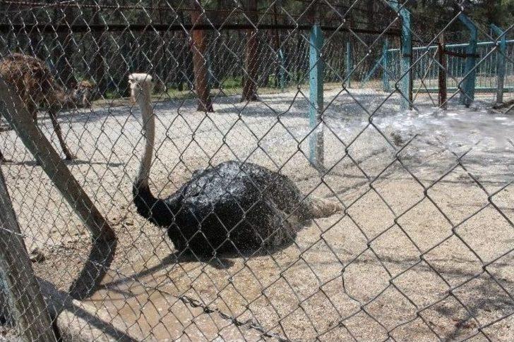 Denizli’de Hayvanların Sıcakla İmtihanı G2